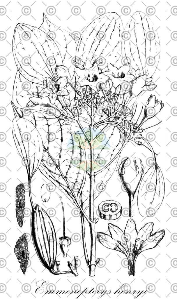 HistAbb_wfo-0000948543_1_ENZY_Simple | Historische Abbildung von Emmenopterys henryi - Rubiaceae | Historical Illustration of Emmenopterys henryi - Rubiaceae