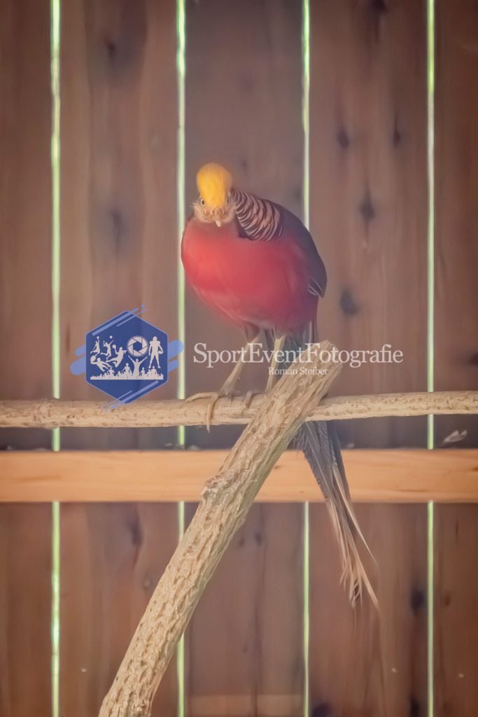 IMG_3213 | SportEventFotografie - Roman Stoiber