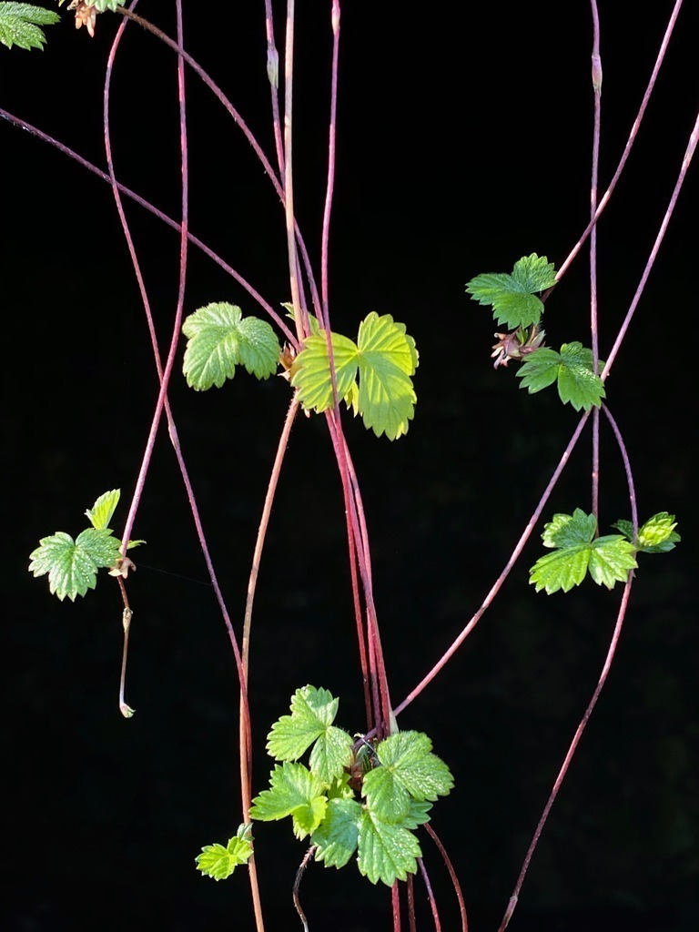 Pflanze1 | BILDER AN DIE WAND                                                verschönern sie ihr Büro, ihre Praxis oder ihre viel Wände zu Haus  - Realisiert mit Pictrs.com