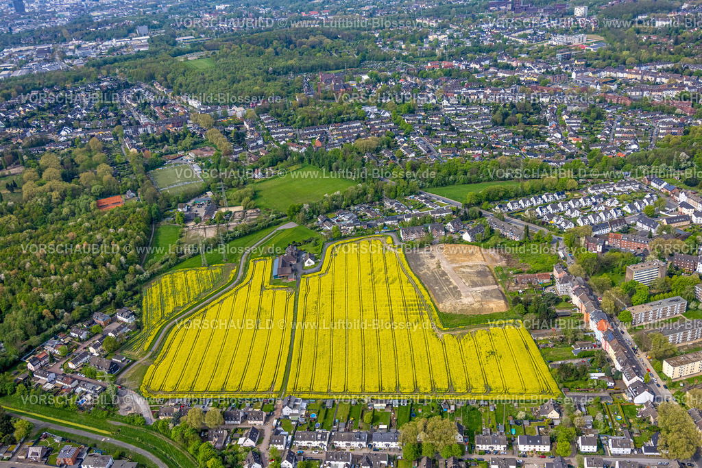 Essen240400299 | Luftbild, Baugebiet Hermann-Köster-Weg und blühendes, gelbes Rapsfeld an der Schwarzbachstraße, Kray, Essen, Ruhrgebiet, Nordrhein-Westfalen, Deutschland