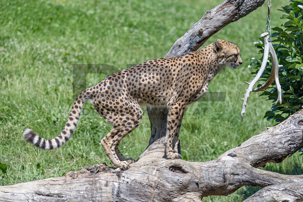 Gepard in Bewegung | Ein Gepard durchstreift das hohe Gras. Kraft, Eleganz und Geschwindigkeit vereinen sich in diesem Moment der Wildtierfotografie. - Realisiert mit Pictrs.com