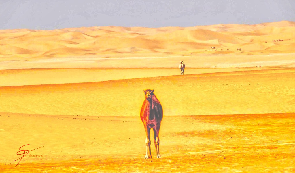 Camels in AlKhali Dessert | www-pimpup-me - Realisiert mit Pictrs.com