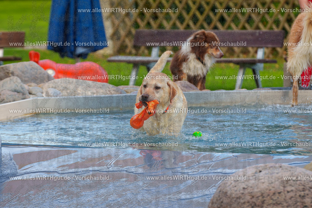 Hundeschwimmen_Grefrath_2026-allesWIRTHgut_Tierfotografie-09_39-FAY07707 | Professionelle Tierfotografie in Mönchengladbach von Daniel Wirth (allesWIRTHgut). Liebevolle & natürliche Bilder von Hunden & Katzen für unvergessliche Erinnerungen.