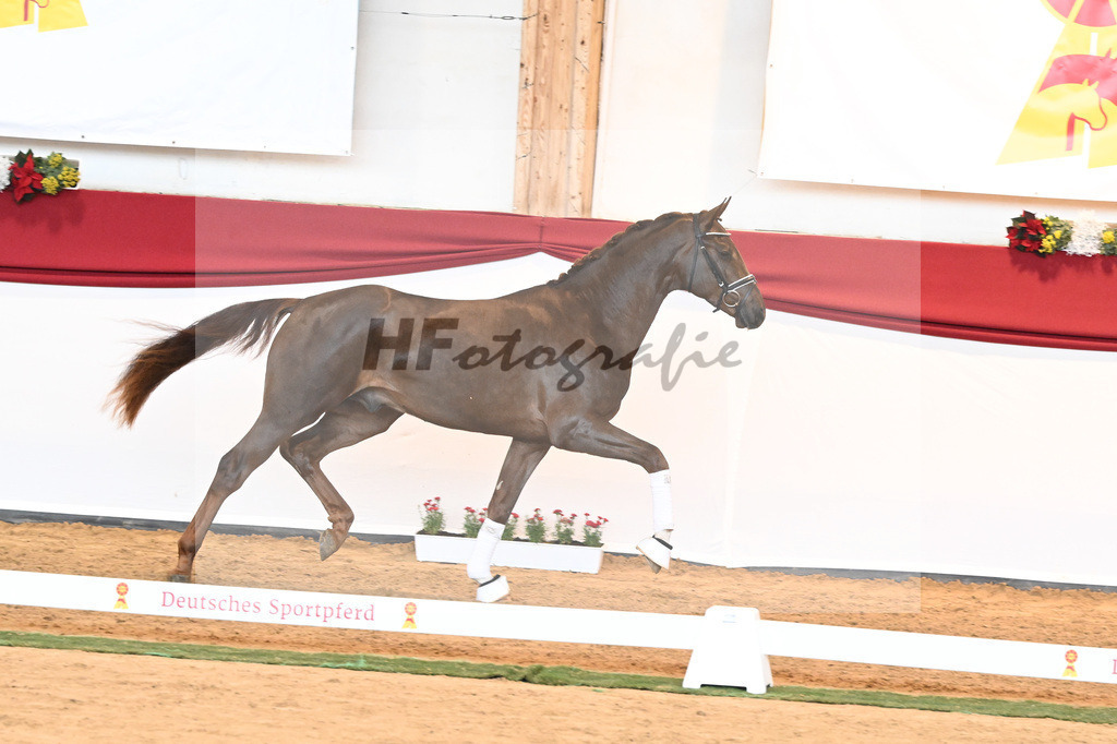 Kat-Nr. 63 Fidertanz x Romanov Blue Hors_La Rue_43230642 | hf-fotografie - Realisiert mit Pictrs.com