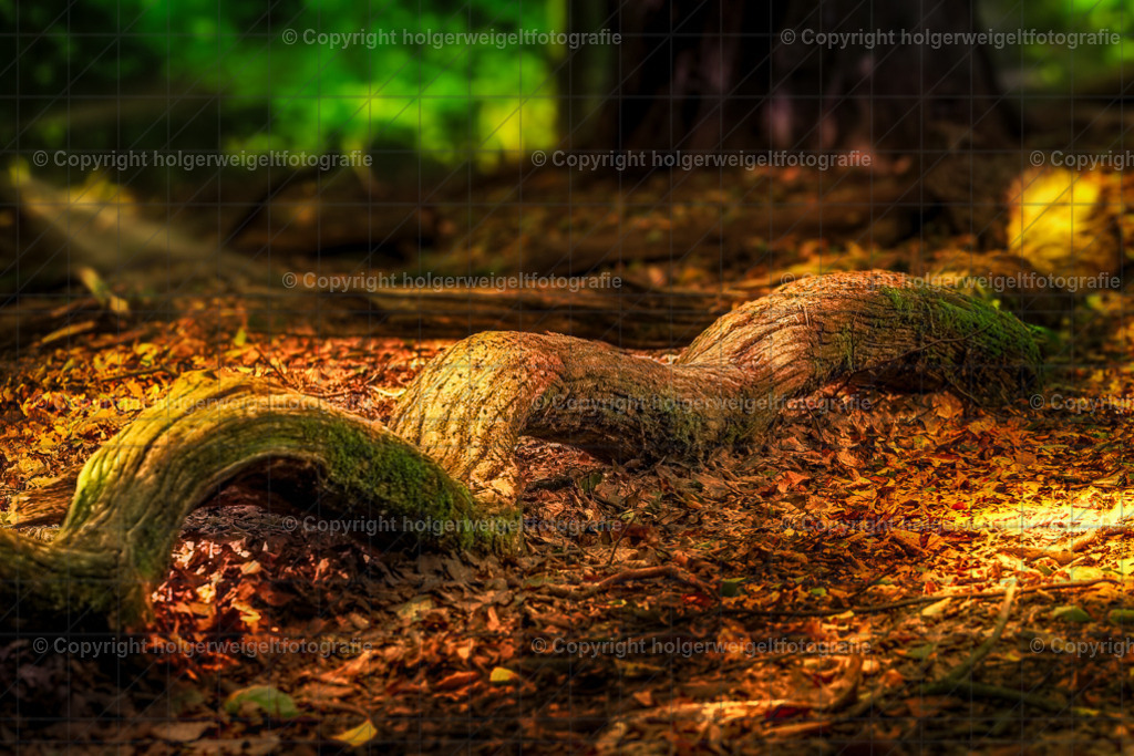 Die Farben des Waldes | Kaufen sie online außergewöhnliche Fotografien auf Leinwand Acrylglas Fotoprint Aludibond von holgerweigeltfotografie - Realisiert mit Pictrs.com