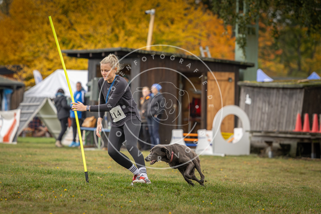 Pfotenfotografie_DV3A2900 | Hundefotografie, Tierfotograf, Pfotenfotografie, Fotoshooting Hund, Hunde Portrait, Hundesport, Hundeportraits, Heideshooting, Hunde, Sportfotograf, Hundefotograf, Turnierhundsport, THS,  - Realisiert mit Pictrs.com