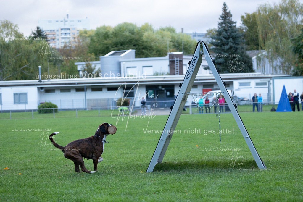 _16A4605 | Einzigartige Fotos von Hunden & Menschen –Actionfotos, Portraits, Vereinsaufnahmen & Paarshootings – authentisch, lebendig & mit Herz.