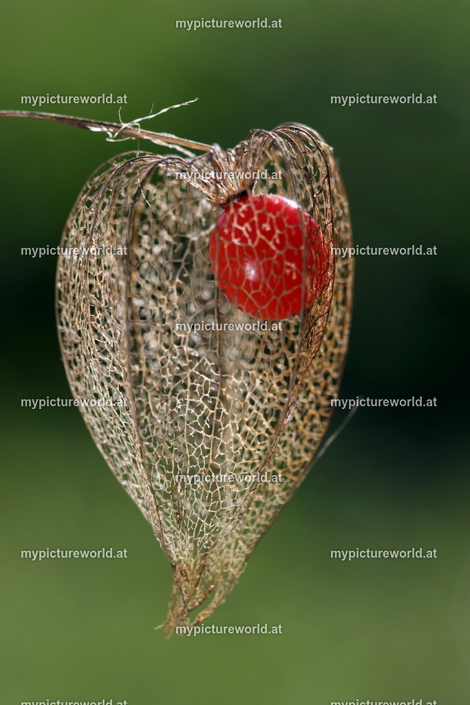 Gewöhnliche Judenkirsche-012 | Das Bilderarchiv über Tiere, Planzen und Landschaften. In der Bilddatenbank finden Sie ein große Auswahl an hochwertigen Bilder für Ihre Werbung - Realisiert mit Pictrs.com