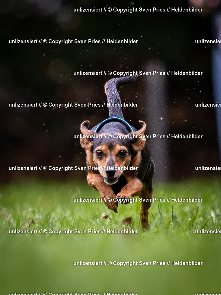 Sven Pries | 2024-10-19 - Hunderennen Ober-Grombach - Realisiert mit Pictrs.com