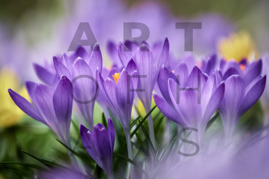 Ein Hans Fineart Original | Entdecke die Kunst von Hans Fineart - Fotografien für dein Zuhause. Verwandle deine Wände mit einzigartigen Kunstwerken und bringe die Schönheit der Welt in dein Leben. Bestelle jetzt und schaffe einen Ort der Inspiration und Eleganz.