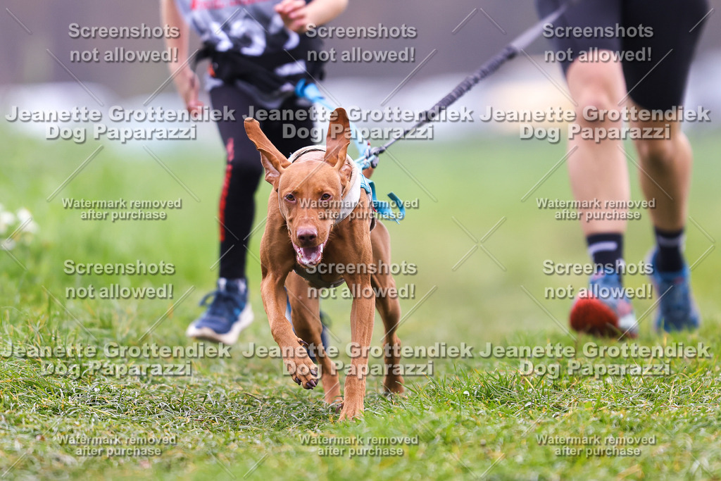 Dog Paparazzi - Visbeck 25 -344 | Dog Paparazzi Jeanette Grottendiek Fotografie & Videografie - Realisiert mit Pictrs.com