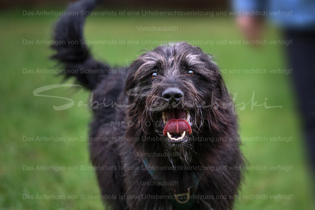 Hund-03_14.03.2026_DSCF6737 | Exklusive Naturfotografie für stilvolle Wanddekoration ★ Premium Wandbilder Made in Germany ✔️ FineArt Drucke & Downloads ✔️ Brillante Farben, höchste Qualität & weltweiter Versand ✔️ - Realisiert mit Pictrs.com