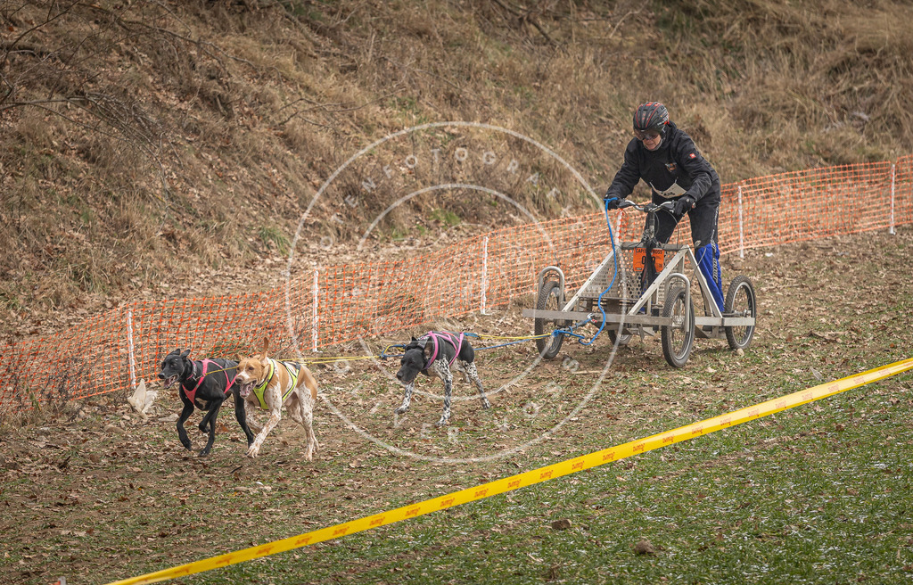 Pfotenfotografie_DV3A8190 | Hundefotografie, Tierfotograf, Pfotenfotografie, Fotoshooting Hund, Hunde Portrait, Hundesport, Hundeportraits, Heideshooting, Hunde, Sportfotograf, Hundefotograf, Turnierhundsport, THS,  - Realisiert mit Pictrs.com