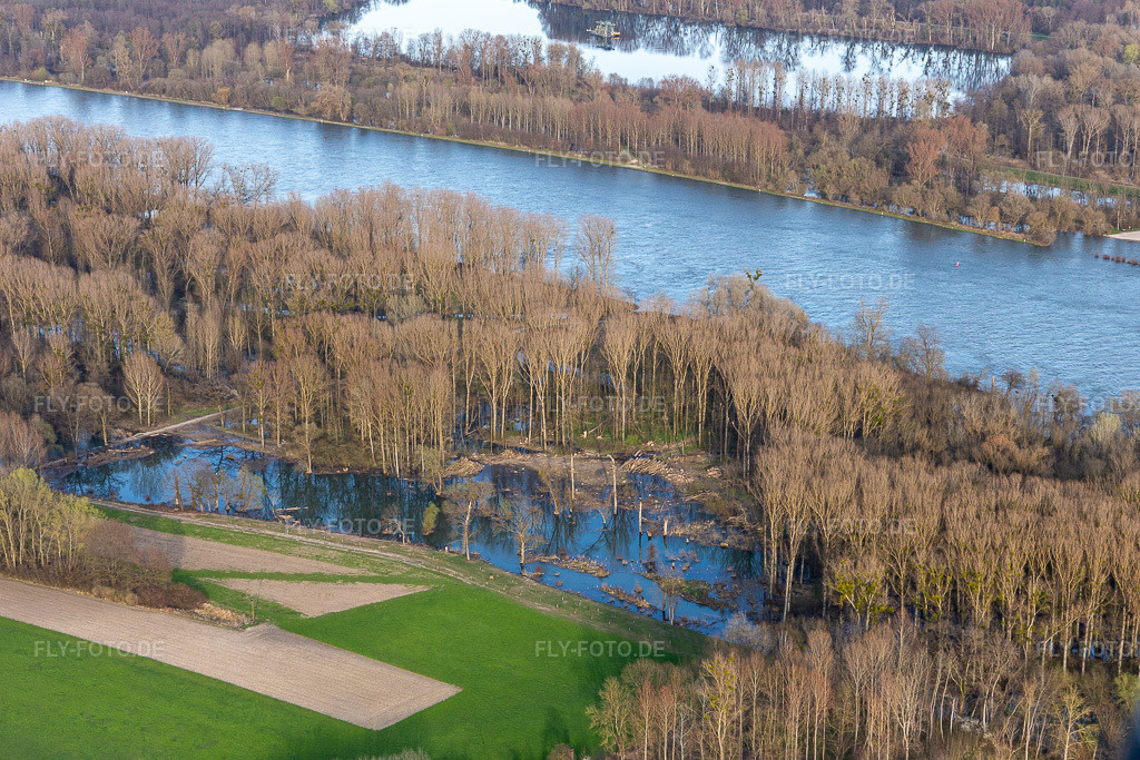 Luftbild: Hochwasser in den Rheinauen in Neupotz im Bundesland Rheinland-Pfalz in Deutschland. Foto: IMG_120097.jpg vom 15.03.2020 durch Werner Riehm/FLY-FOTO.de
