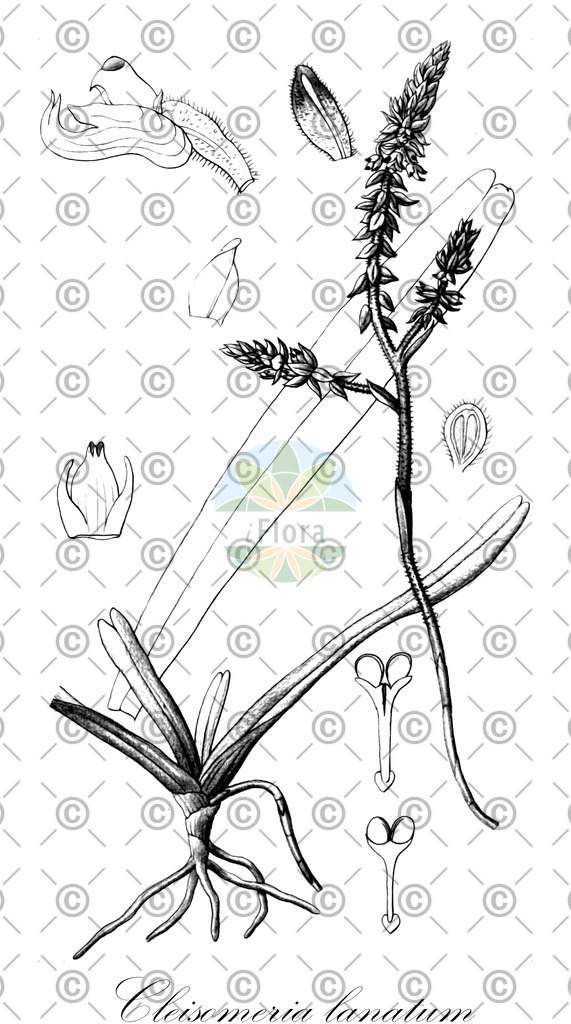 HistAbb_wfo-0000873880_1_ENZY_Simple | Historische Abbildung von Cleisomeria lanatum - Orchidaceae | Historical Illustration of Cleisomeria lanatum - Orchidaceae