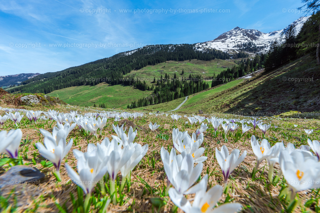 Alpbachtal Frühling copyright  Thomas Pfister-2 | PHOTOGRAPHY BY THOMAS PFISTER