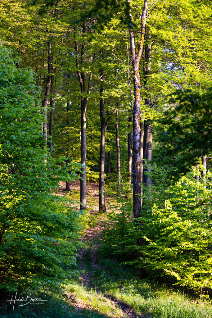 Weg in einen Maigrünen Buchenwald | Weg in einen Maigrünen Buchenwald - Realisiert mit Pictrs.com