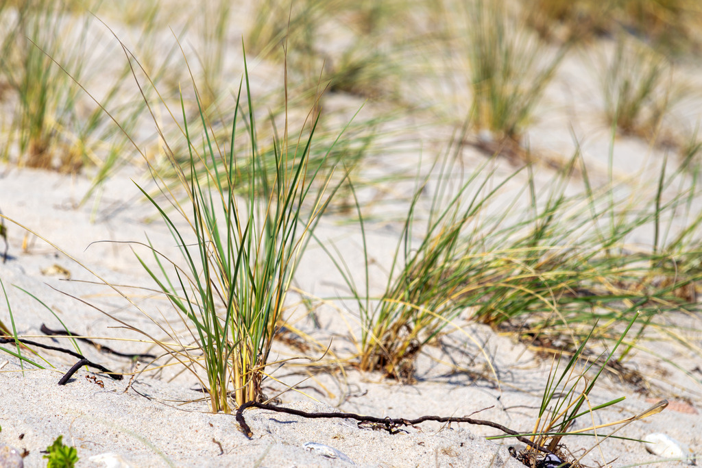 Wandbild: Dünenmoment in Nahaufnahme am Ostseestrand | Dieses Wandbild zeigt Strandhafer in einer nahen, detailreichen Perspektive. Die vordersten Halme auf der linken Seite stehen teilweise klar im Fokus, während der übrige Strandhafer und der helle Sand weich in den Hintergrund übergehen. Die feinen Strukturen der Grashalme und die natürlichen Farbtöne des Sandes verleihen dem Motiv eine ruhige, authentische Küstenstimmung. Die Komposition wirkt minimalistisch, klar und naturverbunden – ein Moment, der die schlichte Schönheit der Dünenlandschaft betont. Ein Wandbild, das die natürliche Eleganz des Strandhafers in einer reduzierten, modernen Bildsprache zeigt. - Realisiert mit Pictrs.com