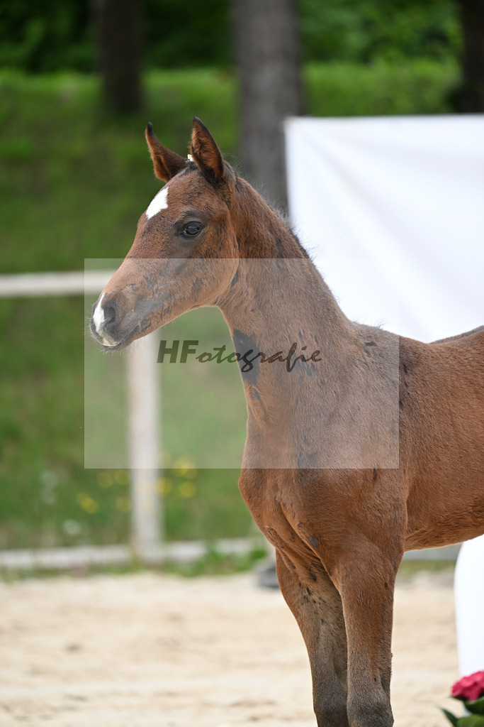 Kat-Nr. 13 SF Debutant PS x Finest_Geyer_24260422 | hf-fotografie - Realisiert mit Pictrs.com