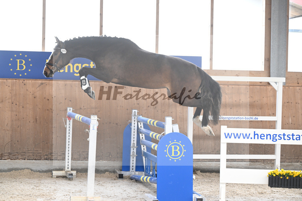 Kat-Nr. 8 Carathella v. Limbothello B_Hoffmeister_14260612 | hf-fotografie - Realizzato con Pictrs.com