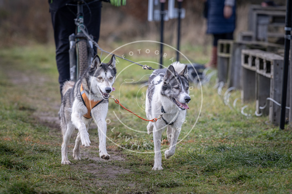 Pfotenfotografie_DV3A6977 | Hundefotografie, Tierfotograf, Pfotenfotografie, Fotoshooting Hund, Hunde Portrait, Hundesport, Hundeportraits, Heideshooting, Hunde, Sportfotograf, Hundefotograf, Turnierhundsport, THS,  - Realisiert mit Pictrs.com