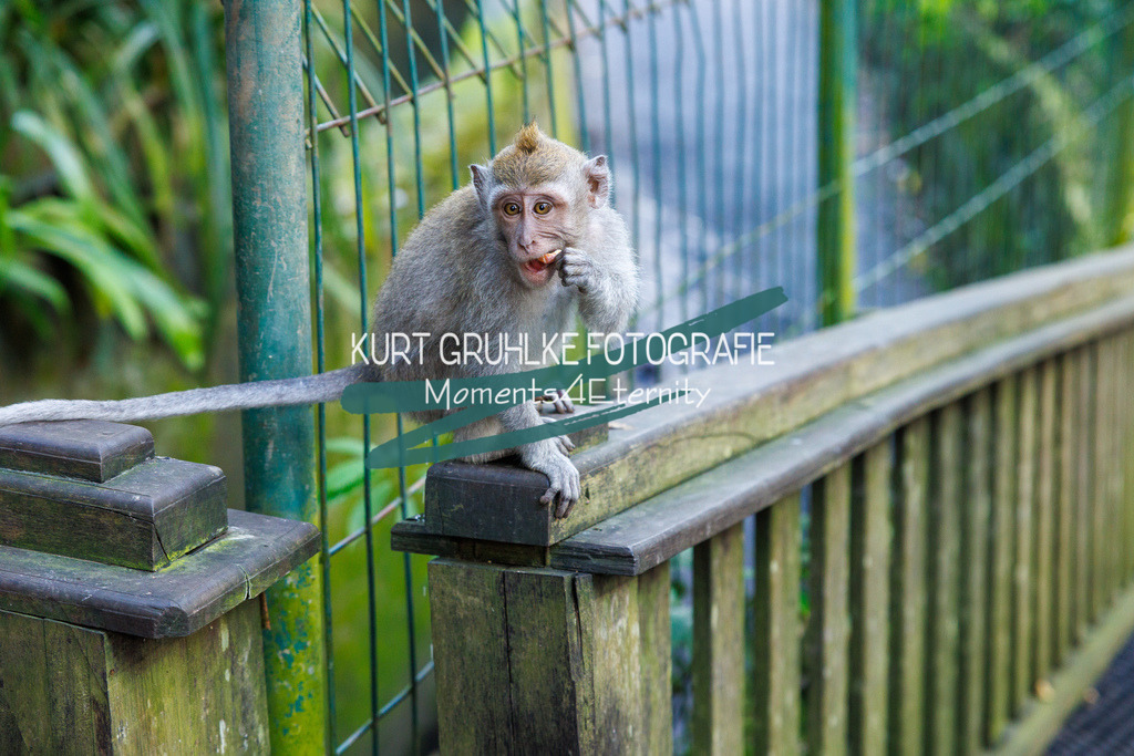 230718-0165 | onlinegalerie und Fotoshop Kurt Gruhlke Fotograf Berlin
Hochzeitsfotograf Eventfotograf Portraitfotografie
 - Realisiert mit Pictrs.com