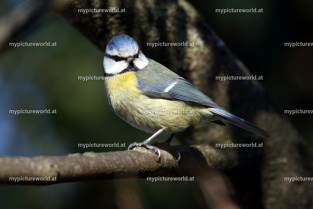 Blaumeise-077 | Das Bilderarchiv über Tiere, Planzen und Landschaften. In der Bilddatenbank finden Sie ein große Auswahl an hochwertigen Bilder für Ihre Werbung - Realisiert mit Pictrs.com