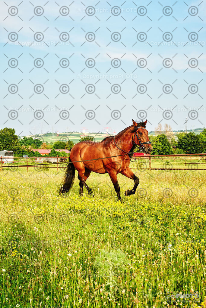 263_202406_Niki-Herodes_NZ9_0170 | proPHOTO - Realisiert mit Pictrs.com