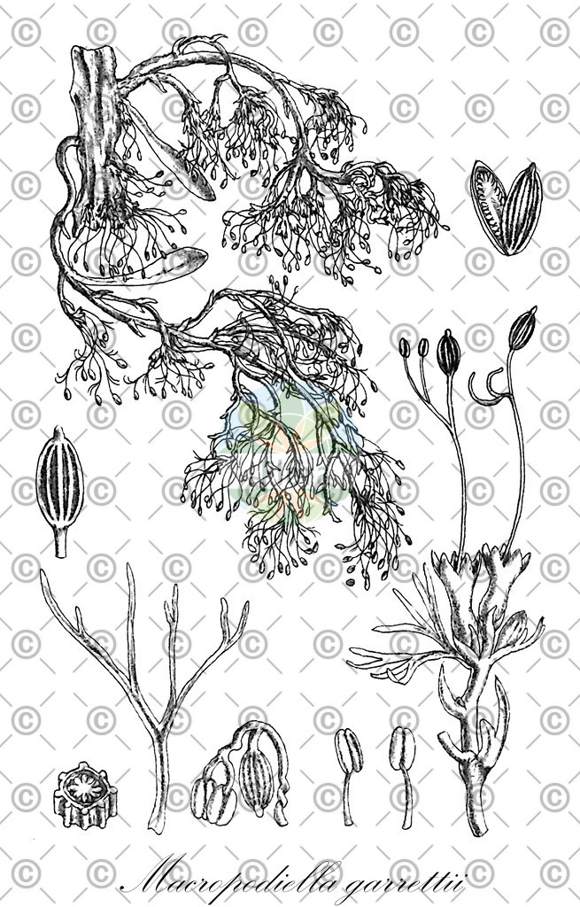HistAbb_wfo-0001216480_1_ENZY_Simple | Historische Abbildung von Macropodiella garrettii - Podostemaceae | Historical Illustration of Macropodiella garrettii - Podostemaceae