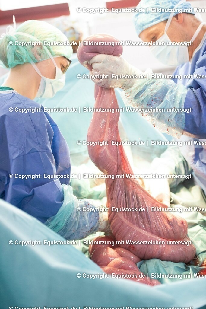 20191022_Kolik_OP_0074 | equistock