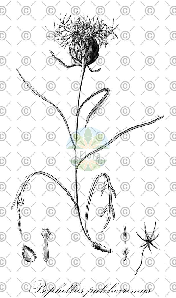 HistAbb_wfo-0001223551_1_ENZY_Simple | Historische Abbildung von Psephellus pulcherrimus - Asteraceae (Schönste Flockenblume) | Historical Illustration of Psephellus pulcherrimus - Asteraceae