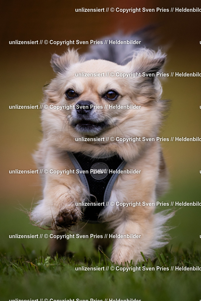 Sven Pries | 2024-04-21 - Hunderennen Baden-Oos
Foto: Sven Pries - Realisiert mit Pictrs.com