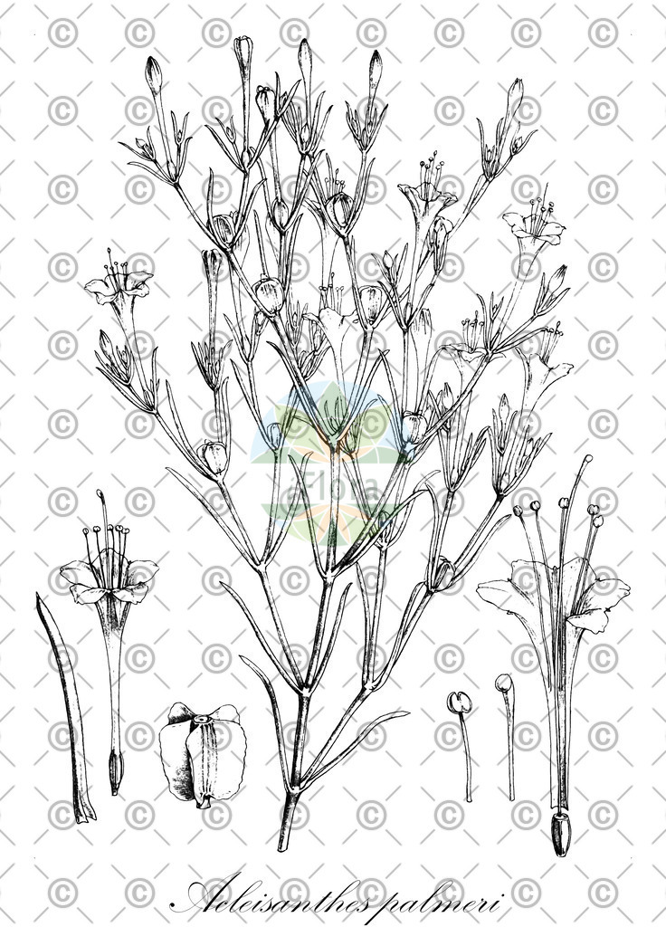 HistAbb_wfo-0000516709_1_ENZY_Simple | Historische Abbildung von Acleisanthes palmeri - Nyctaginaceae | Historical Illustration of Acleisanthes palmeri - Nyctaginaceae