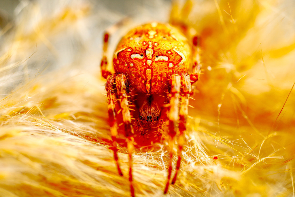 Kreuzspinne1 | www-pimpup-me - Realisiert mit Pictrs.com