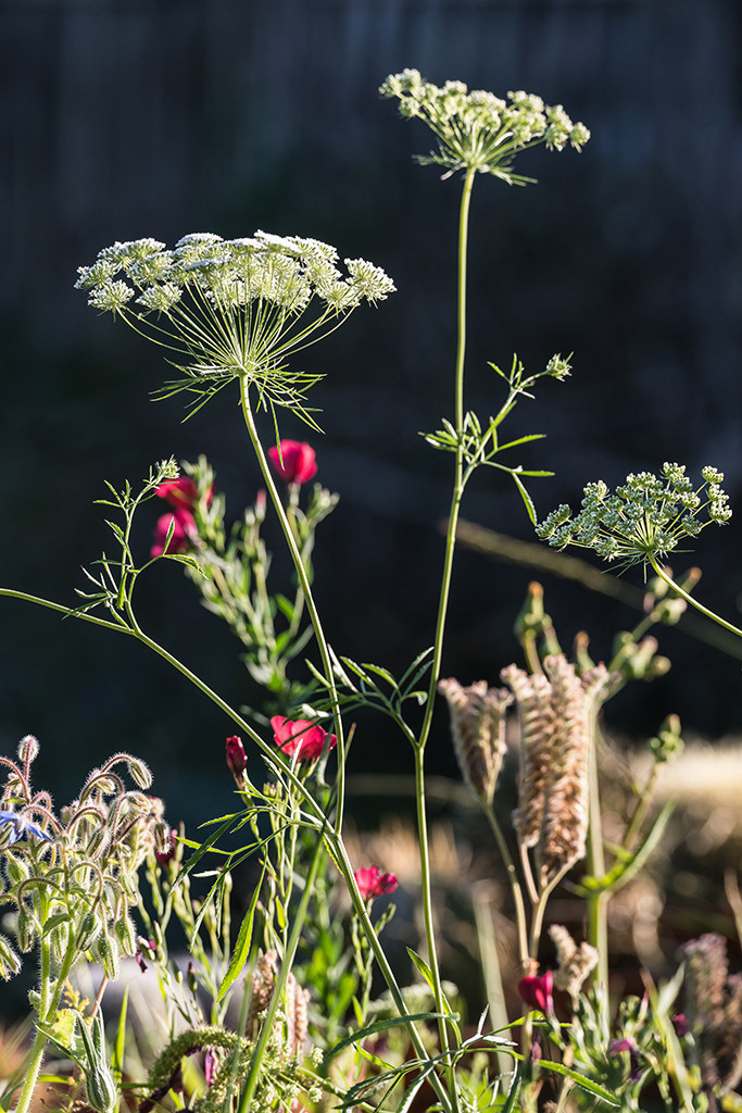Wildblumen | Fotos mit schönen Motiven aus der Region Basel. - Realisiert mit Pictrs.com