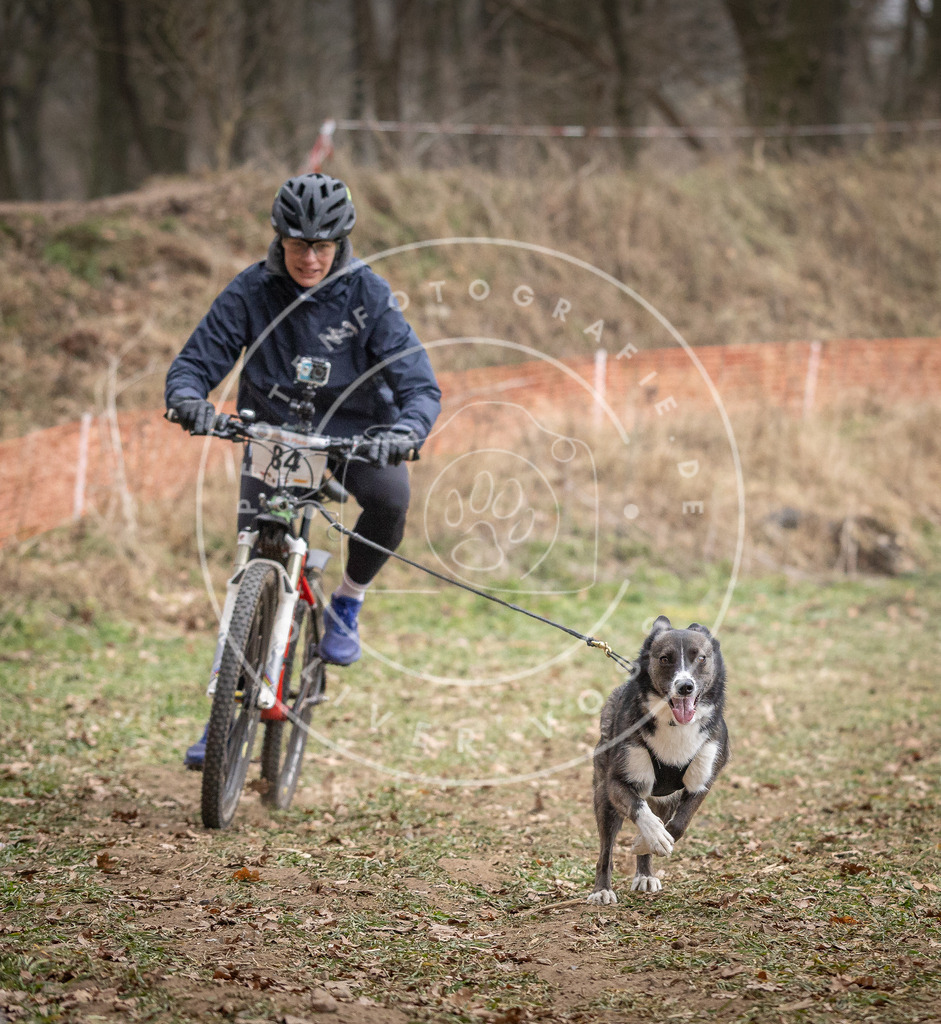 Pfotenfotografie_DV3A5724 | Hundefotografie, Tierfotograf, Pfotenfotografie, Fotoshooting Hund, Hunde Portrait, Hundesport, Hundeportraits, Heideshooting, Hunde, Sportfotograf, Hundefotograf, Turnierhundsport, THS,  - Realisiert mit Pictrs.com