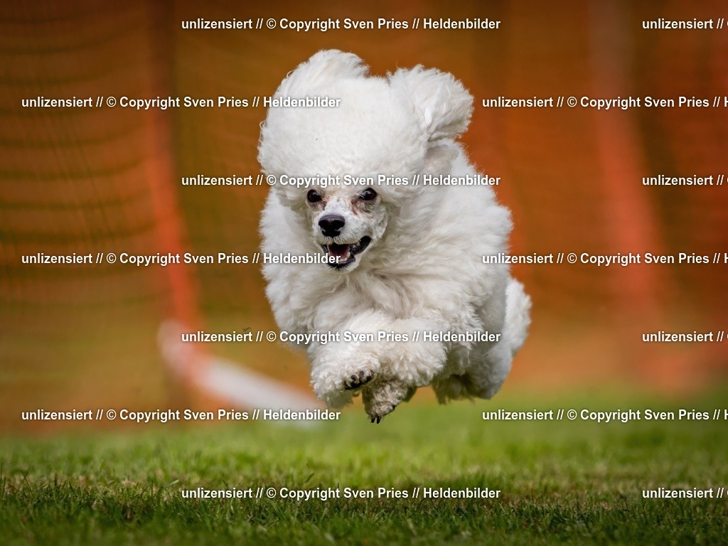 Sven Pries | 2024-09-22 - Hunderennen Baden-BadenPudelverein - Realisiert mit Pictrs.com