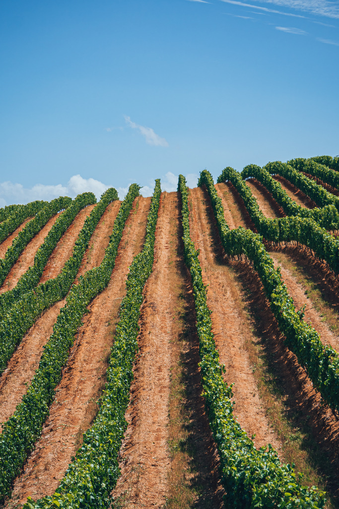 Weinberge in Stellenbosch | Weinberge in Stellenbosch - Realisiert mit Pictrs.com