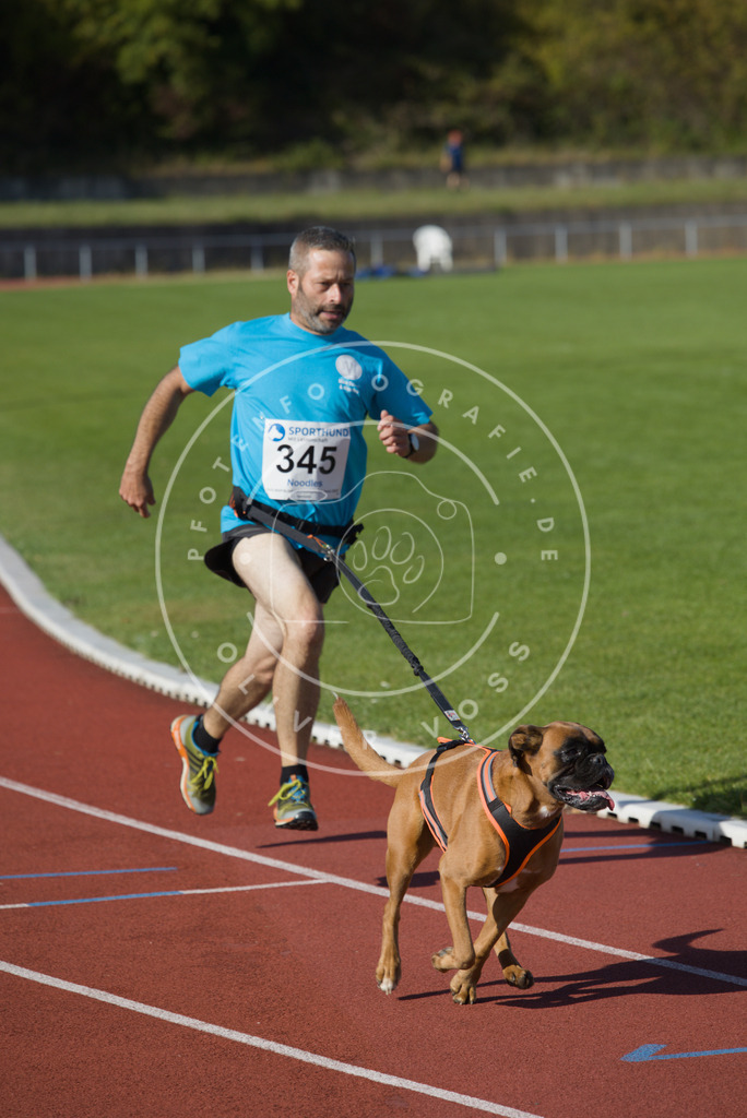 0L8A9117 | Hundefotografie, Tierfotograf, Pfotenfotografie, Fotoshooting Hund, Hunde Portrait, Hundesport, Hundeportraits, Heideshooting, Hunde, Sportfotograf, Hundefotograf, Turnierhundsport, THS,  - Realisiert mit Pictrs.com