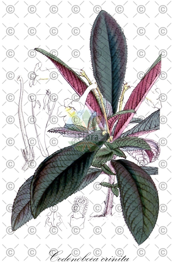 HistAbb_wfo-0000614070_1_ENZY_Simple | Historische Abbildung von Codonoboea crinita - Gesneriaceae | Historical Illustration of Codonoboea crinita - Gesneriaceae