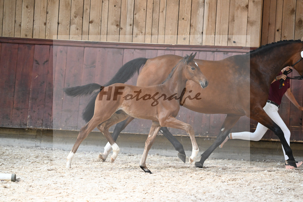 Kat-Nr. 28 HF Balou Star x Cassilano_Liebhaber_32240569 | hf-fotografie - Realisiert mit Pictrs.com