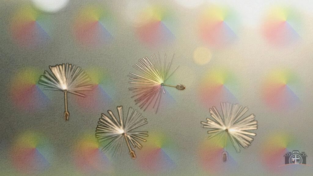 Pusteblume - 4k - DigiART | Entdecken Sie eine vielfältige Auswahl individueller Fotos zum Kauf auf picturalux.de. Finden Sie hochwertige Bilder für Ihre Projekte, die Ihre Botschaft perfekt unterstreichen. Stöbern Sie jetzt und verleihen Sie Ihren Inhalten das gewisse Etwas! - Realisiert mit Pictrs.com