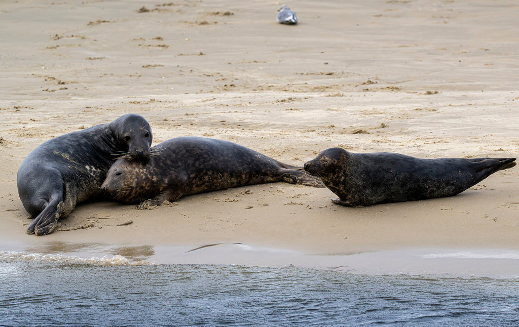 Drei Kegelrobben am Spülsaum einer Sandbank vor Texel: Körperkontakt im Wattenmeer | Drei dunkle Kegelrobben ruhen nebeneinander am feinsandigen Spülsaum einer Sandbank vor der Insel Texel. Zwei der Meeressäuger liegen eng beieinander und suchen den physischen Kontakt, während die dritte Robbe wachsam daneben verweilt. Im Hintergrund rastet eine Möwe auf dem weiten Sandstrand. Die Aufnahme dokumentiert das Sozialverhalten im Nationalpark Wattenmeer und eignet sich ideal für redaktionelle Berichte über Artenschutz, Tierwelt, Fauna und Nordseetourismus. - Realisiert mit Pictrs.com