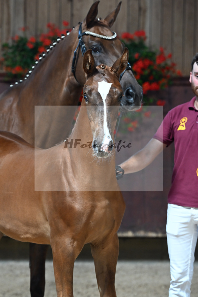 Kat-Nr. 5 Arezzo Man x Conte Cassini_SF_Kraemer_25250533 | hf-fotografie - Realisiert mit Pictrs.com