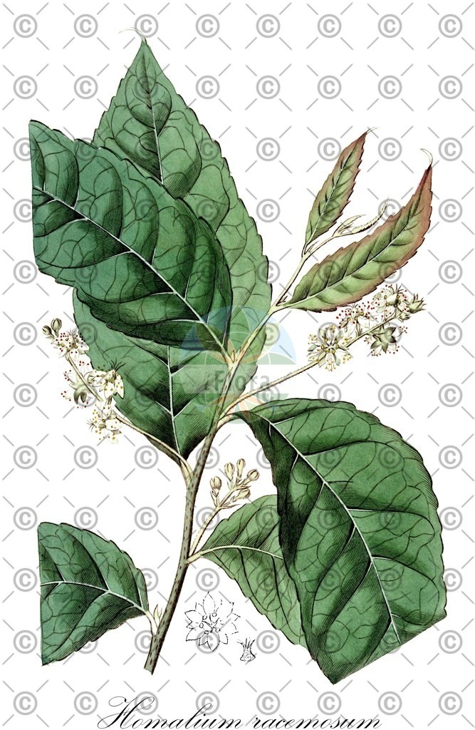 HistAbb_wfo-0001068264_1_ENZY_Simple | Historische Abbildung von Homalium racemosum - Salicaceae | Historical Illustration of Homalium racemosum - Salicaceae