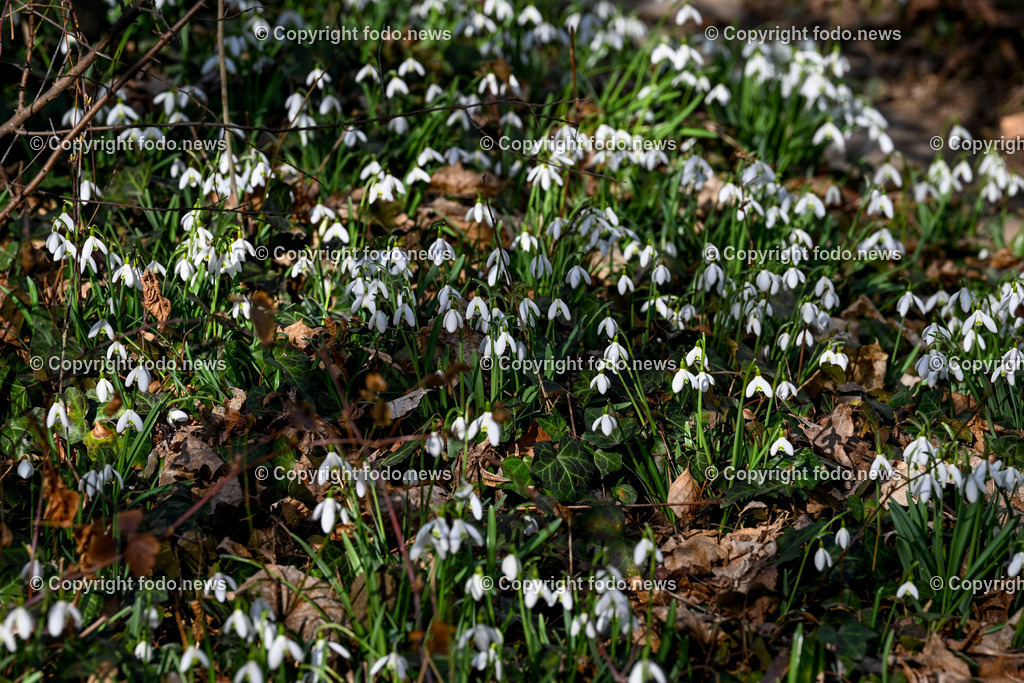 Fruehling_ Blumen_ Fruelingsboten_ 05.03.2025-35 | 05.03.2025, Linz, AUT, Fruehling, Blumen, Fruehlingsboten, im Bild Frühling, Blumen, Frühlingsboten, Fruehling, Fruelingsboten, Schneeglöckerl, Schneegloeckerl, Schneeglöckchen, Schneegloeckchen,  Waldboden, Blütenpflanze, Vorfrühling