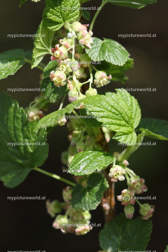 Schwarze Johannisbeere-012 | Das Bilderarchiv über Tiere, Planzen und Landschaften. In der Bilddatenbank finden Sie ein große Auswahl an hochwertigen Bilder für Ihre Werbung - Realisiert mit Pictrs.com