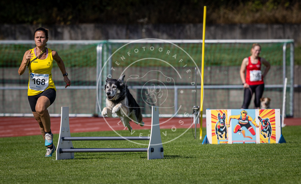 Pfotenfotografie_DV3A9823 | Hundefotografie, Tierfotograf, Pfotenfotografie, Fotoshooting Hund, Hunde Portrait, Hundesport, Hundeportraits, Heideshooting, Hunde, Sportfotograf, Hundefotograf, Turnierhundsport, THS,  - Realisiert mit Pictrs.com