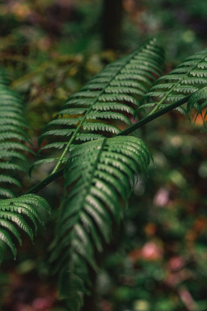 Pflanzen im Regenwald | freigereist - Realisiert mit Pictrs.com