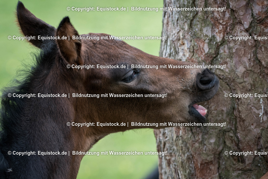 20170511_Fohlen_0062 | Foto: Thomas Hartig